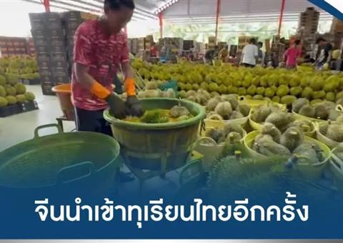 ทุเรียนไทยกลับมาเปิดตลาดจีนอีกครั้ง หลังได้รับการอนุมัติส่งออก